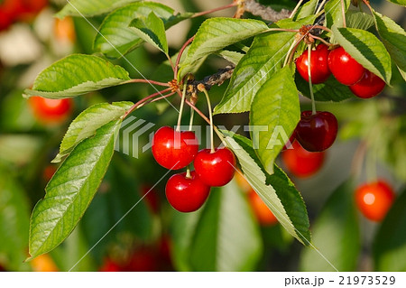 Cherry 21973529