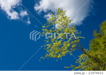 Baltic Sea coast on the island Ruegen Baltic Sea coast on the island Ruegen 21974022