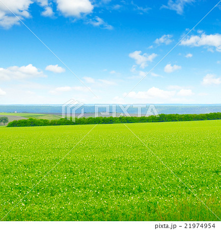 green field and blue sky with light clouds 21974954