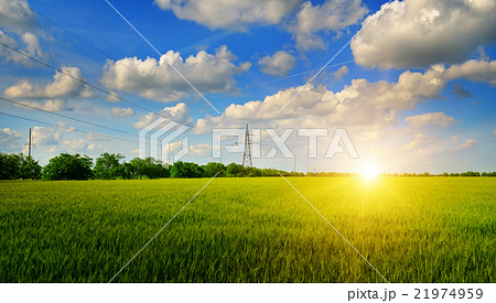 wheat field and sunrise in the blue sky 21974959