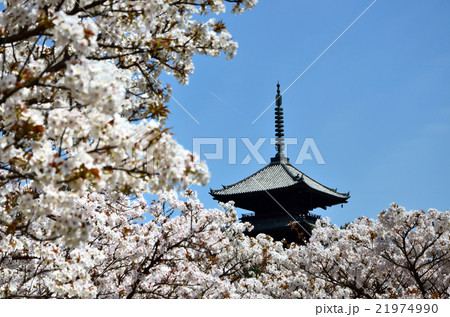 御室仁和寺（2016.4） 21974990