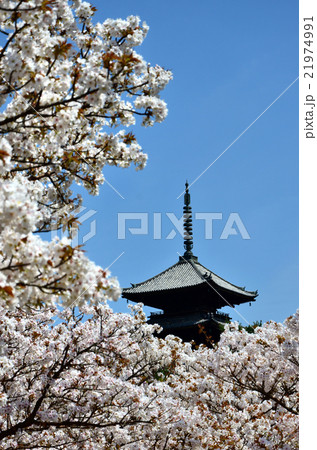 御室仁和寺（2016.4） 21974991