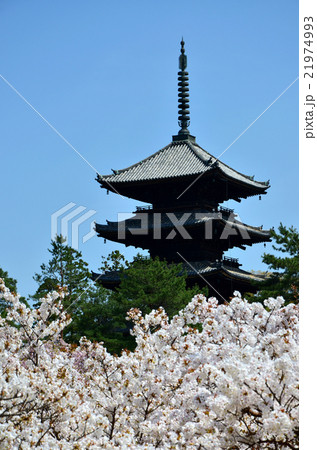 御室仁和寺（2016.4） 21974993