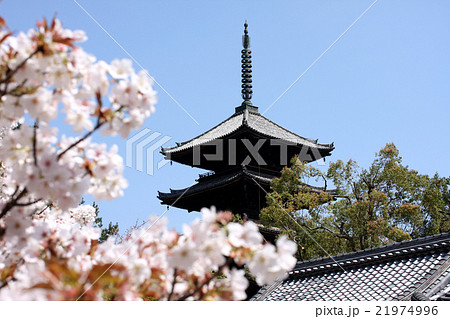 御室仁和寺（2016.4） 21974996