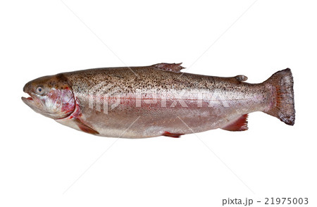 Trout 21975003