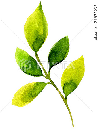 Watercolor leaf elements for design. 21975038