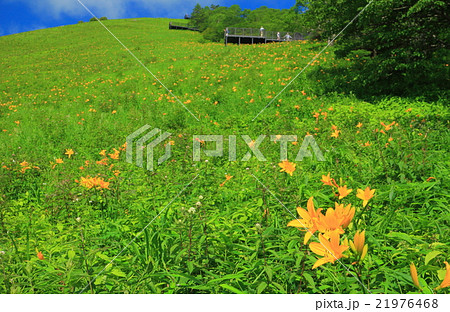 霧降高原 ニッコウキスゲ 霧降高原 ニッコウキスゲ 21976468