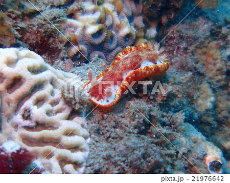 小笠原諸島 父島の海で見つけた赤 オレンジ 白の可愛いウミウシの写真素材