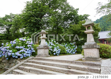 矢田寺(あじさい寺) 21976690