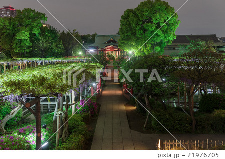 亀戸天神藤まつりのライトアップされた藤棚 Hdr の写真素材