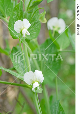 えんどう豆の花の写真素材