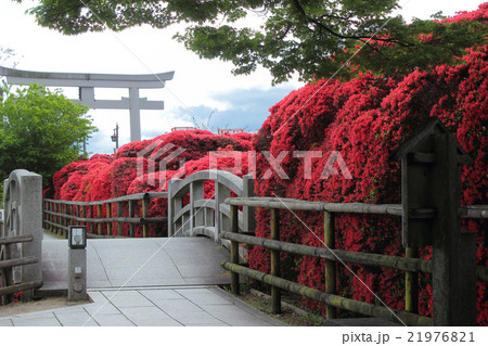 京都 長岡天満宮の霧島躑躅 京都 長岡天満宮の霧島躑躅 21976821