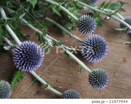 瑠璃玉あざみ 瑠璃玉あざみ 21977044