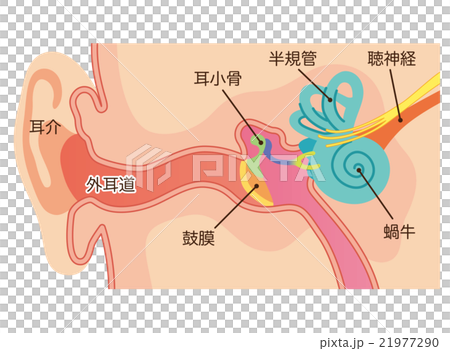 Ear structure 21977290