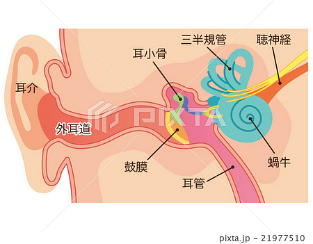 耳の構造のイラスト素材