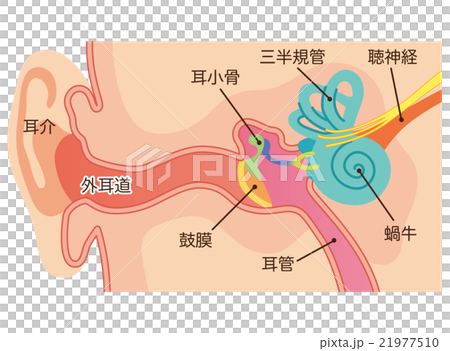 耳の構造のイラスト素材