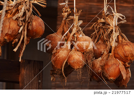 たまねぎ 玉ねぎ 玉葱 タマネギ 吊るす 保存 野菜の写真素材