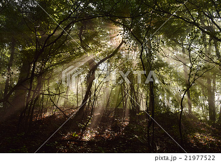木漏れ日 森 光 光線 ナチュラル ネイチャー 自然 アウトドア 癒しの写真素材