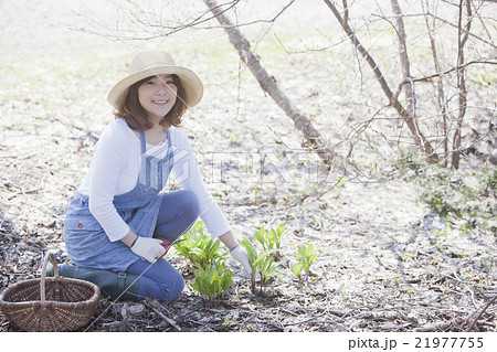 山菜採り 山菜採り 21977755