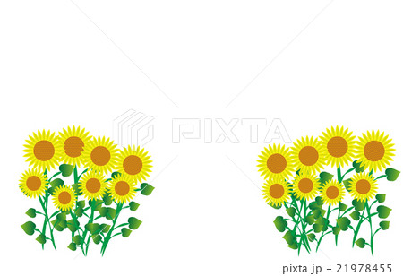 ひまわり ひまわり 21978455