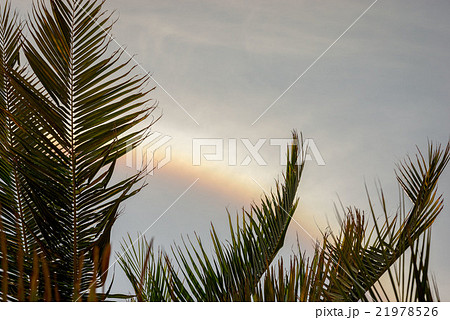 rainbow throw the palm leaves 21978526