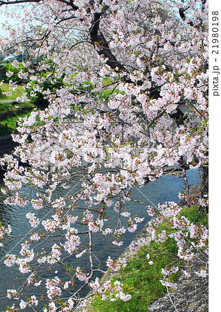 水辺の桜 水辺の桜 21980198