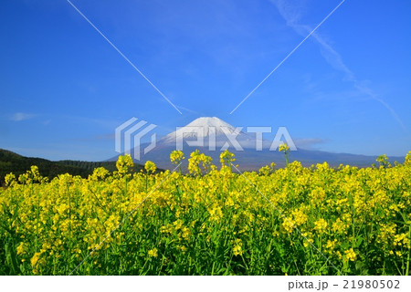 葉の花と富士山 21980502