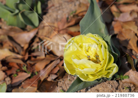 カルガリーフレーム・チューリップの花 カルガリーフレーム・チューリップの花 21980736
