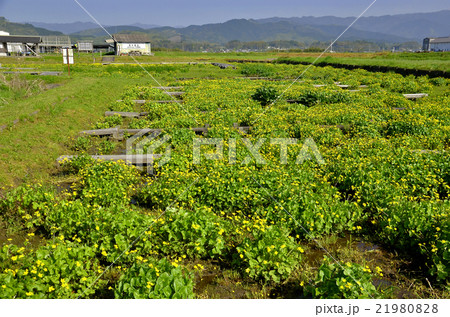 あさぎり町のリュウキンカ 21980828