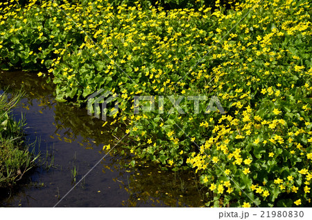 あさぎり町のリュウキンカ あさぎり町のリュウキンカ 21980830