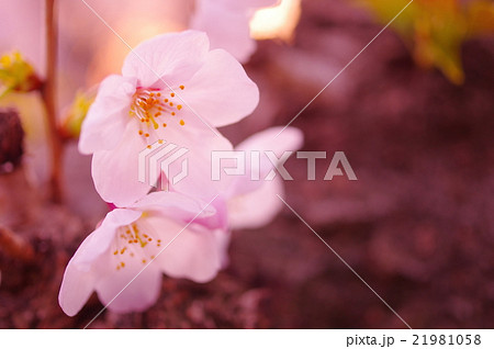 夕暮れの桜 21981058