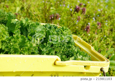 新鮮、ちりめん五月菜。 21981103