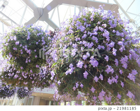 グラスハウスのストレプトカーパス グラスハウスのストレプトカーパス 21981185