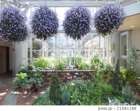 グラスハウスのストレプトカーパス グラスハウスのストレプトカーパス 21981186