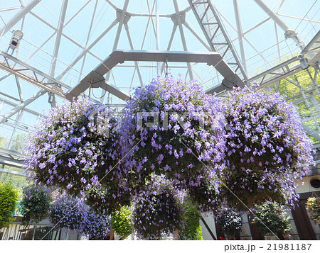 グラスハウスのストレプトカーパス グラスハウスのストレプトカーパス 21981187