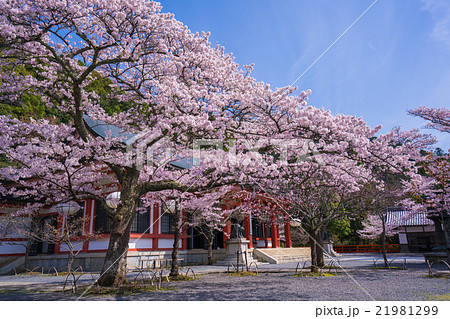 京都 鞍馬寺 桜 京都 鞍馬寺 桜 21981299