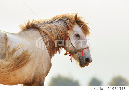 white horse head against white background 21981533