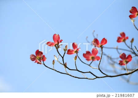 ハナミズキ ハナミズキ 21981607