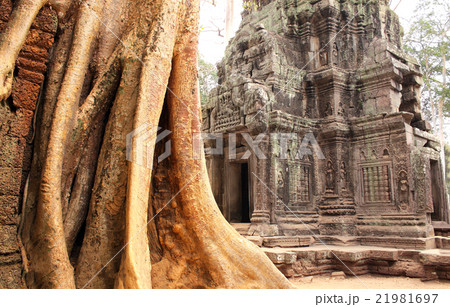 Big tree and ruins of temple in Angkor Wat complex Big tree and ruins of temple in Angkor Wat complex 21981697