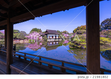 京都　平安神宮　神苑　枝垂桜 21981802