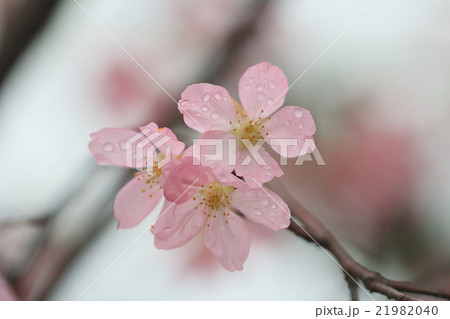 cherry blossom season,  hong kong TKO 21982040