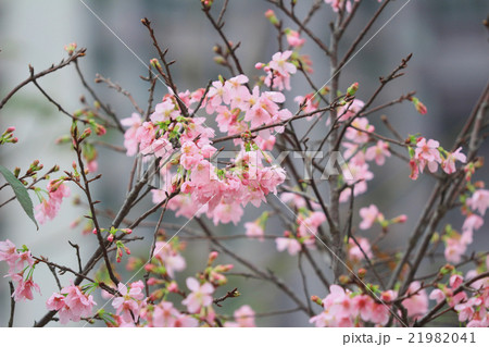 cherry blossom season,  hong kong TKO 21982041