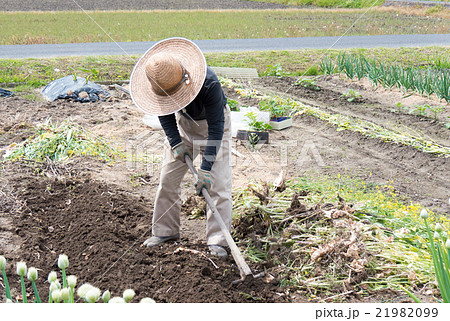農業 家庭菜園イメージ 備中ぐわを持って畑を耕す男性の写真素材