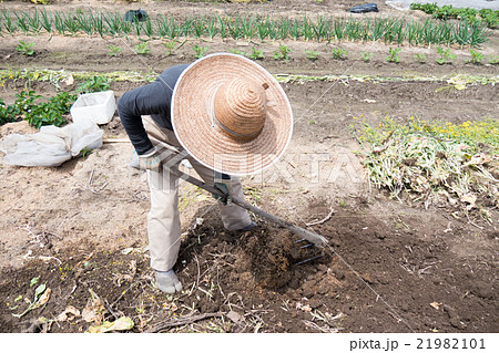 農業 家庭菜園イメージ 備中ぐわを持って畑を耕す男性の写真素材