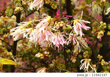 トキワマンサク 21982197