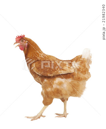 full body of brown chicken hen 21982340