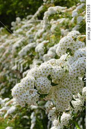 満開のコデマリ 21982556