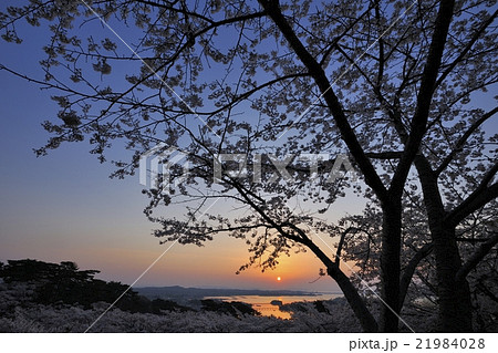 西行戻しの松公園　松島湾の夜明けと桜 21984028