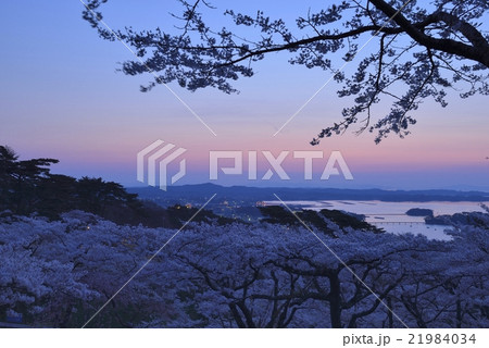 西行戻しの松公園 夜明け前の松島湾と桜の写真素材