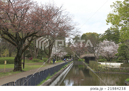 春の小金井公園 21984238